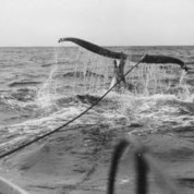 Whalers’ Shenanigans – #132