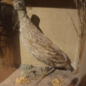 Of Cats and Birds – #141