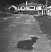 Livestock in the Streets – #146